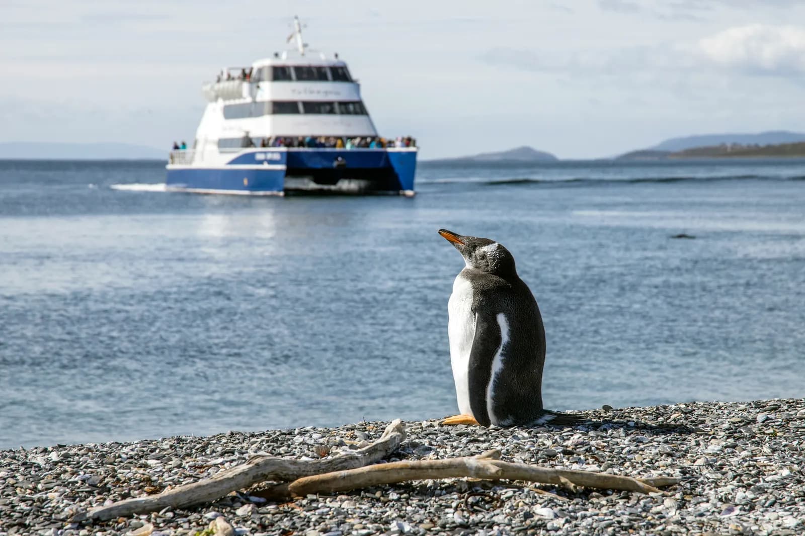 Pingüino en la orilla del Canal Beagle con un barco al fondo